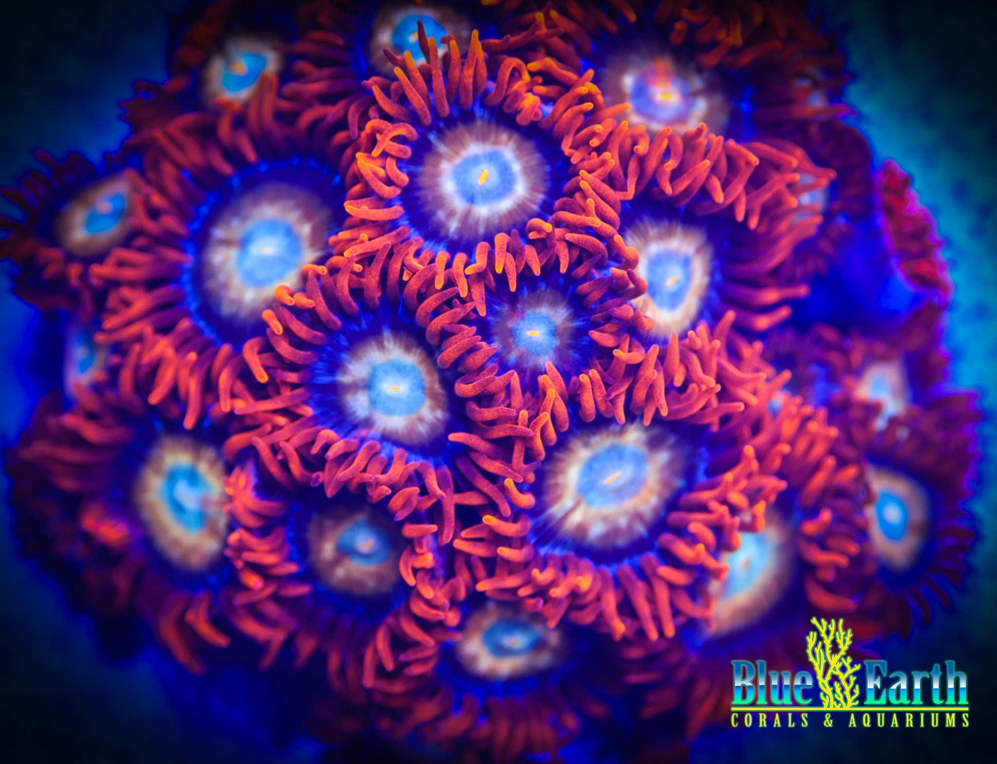 Zoas – Blue Earth Corals