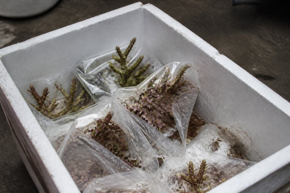 Avoiding Coral Shipping Damage: 7 Proven Tips