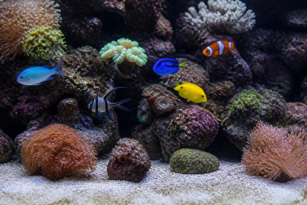 Best Saltwater Fish for Beginners in 2026