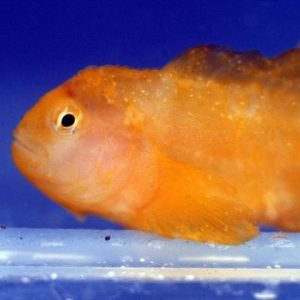 10 New Aquarium Mistakes to Avoid