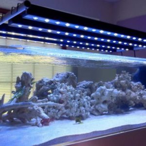 Understanding Marine Aquarium Lighting