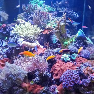 All About Phosphates