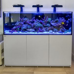 New Product Spotlight: Red Sea Reefer Series