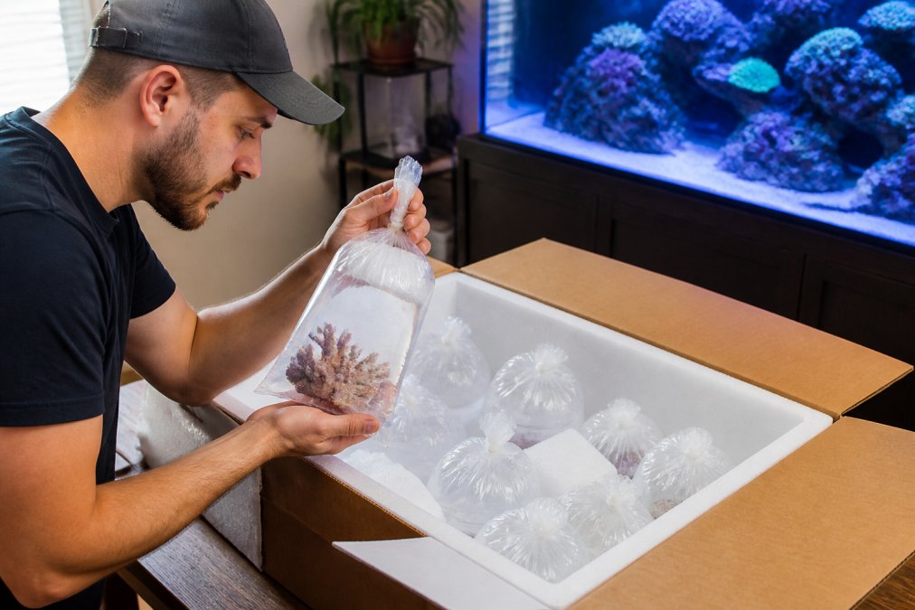 Buying Healthy Live Coral Online: A 2026 Buyer's Guide