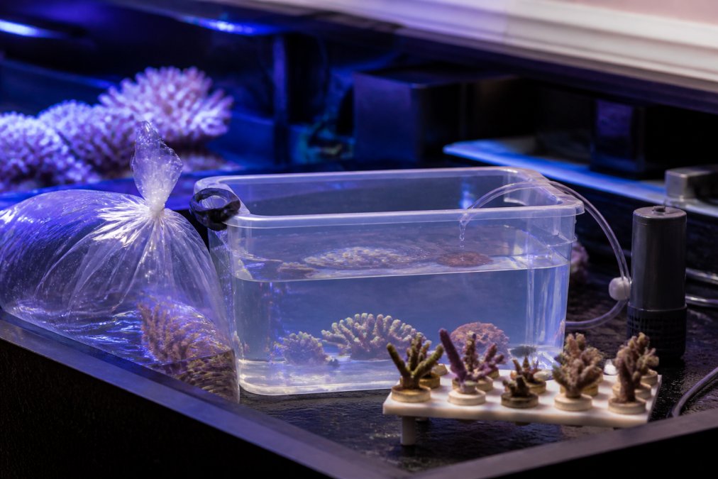 Coral Acclimation Guide for Hobbyists: 2026 Edition