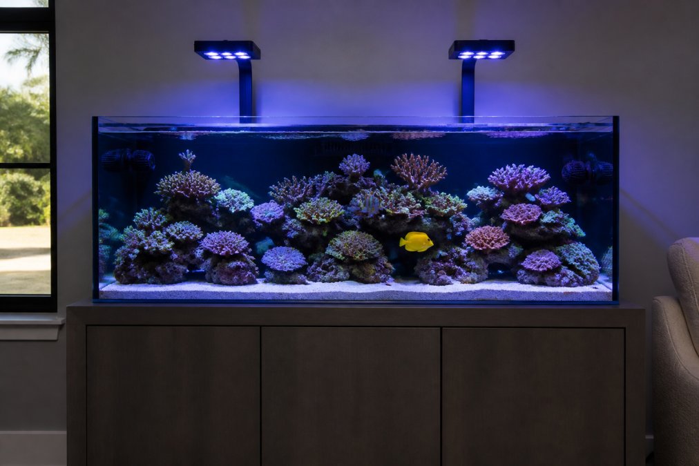 Design a 75 Gallon Reef Tank: Complete Setup Guide