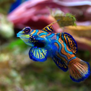 Water Changes: The Key To A Healthy & Thriving Saltwater Aquarium