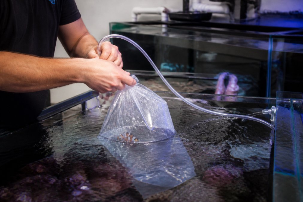 How to Acclimate Saltwater Fish Safely: 2026 Guide