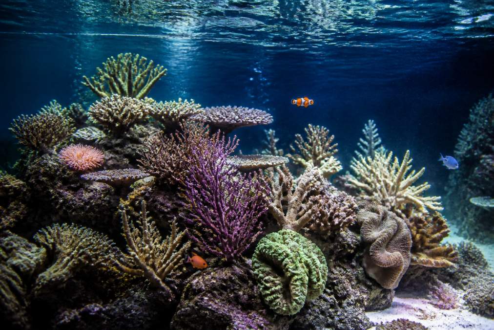 How to Design Reef Ecosystems: A 2026 Guide