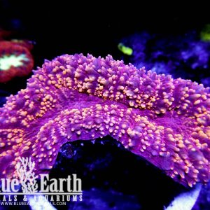 Corals for Sale Online