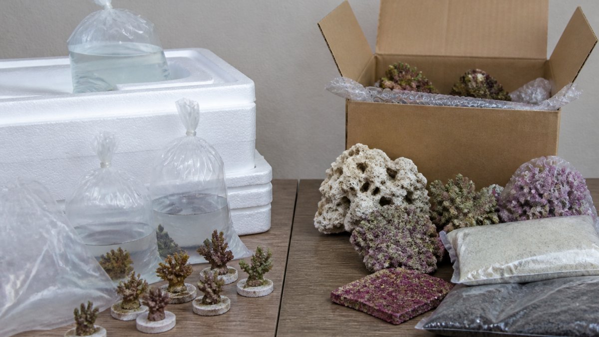 Living Art Aquariums vs Corals.com: Which Fits Your Reef?