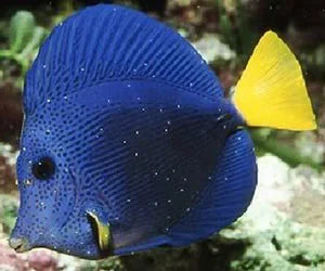 Can you treat Ich in a reef Tank?