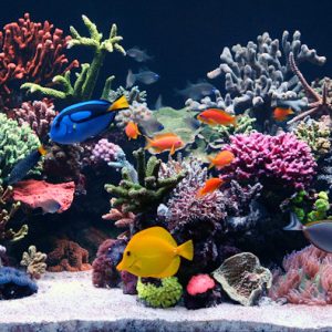 How To Get Optimal Filtration For Your Marine Aquarium