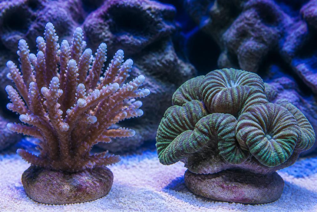 SPS vs LPS Coral Care Requirements