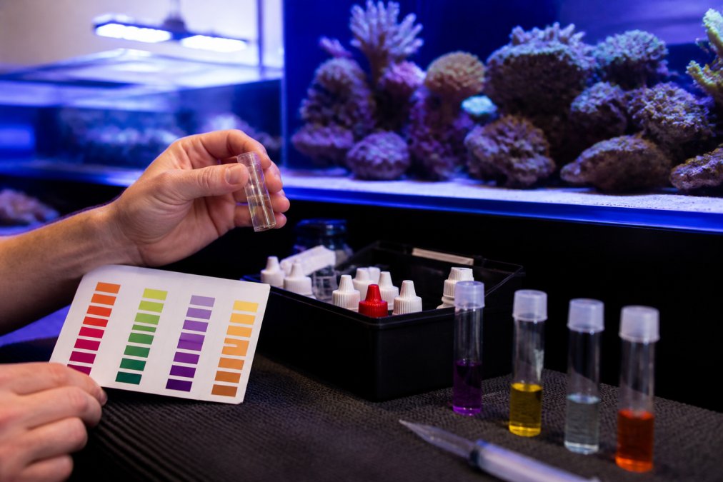 Stable Reef Water Parameters: A 2026 How-To Guide