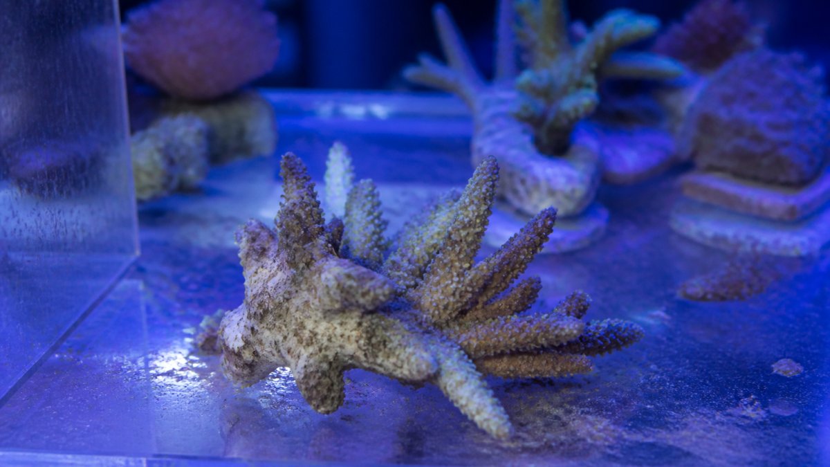 Why Corals Die After Introduction: Prevention Guide