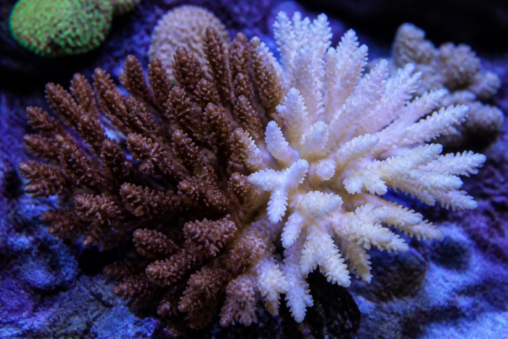 Why Is My Coral Losing Color: Causes and Recovery