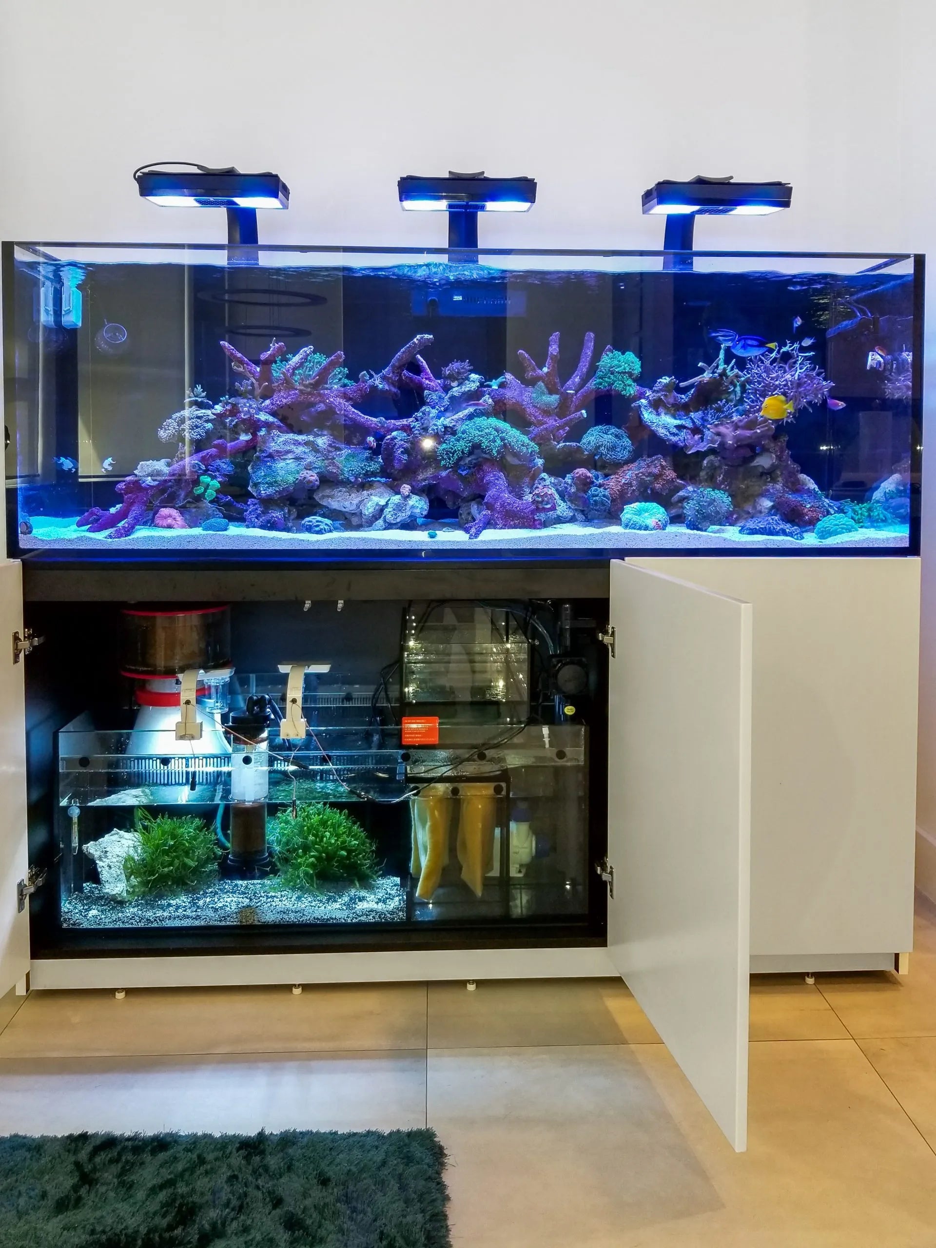 125 Gallon Red Sea 625XXL Showcase