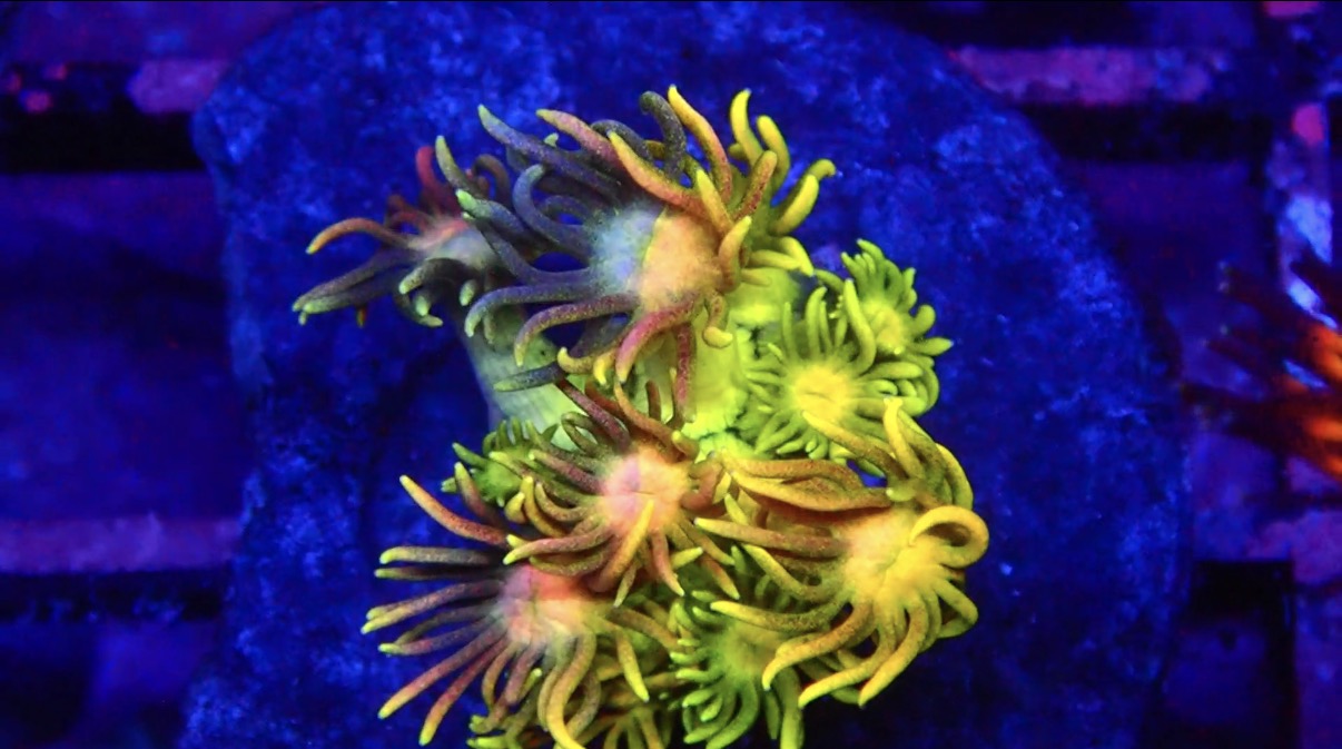 BEC Two Face Goni  WYSIWYG