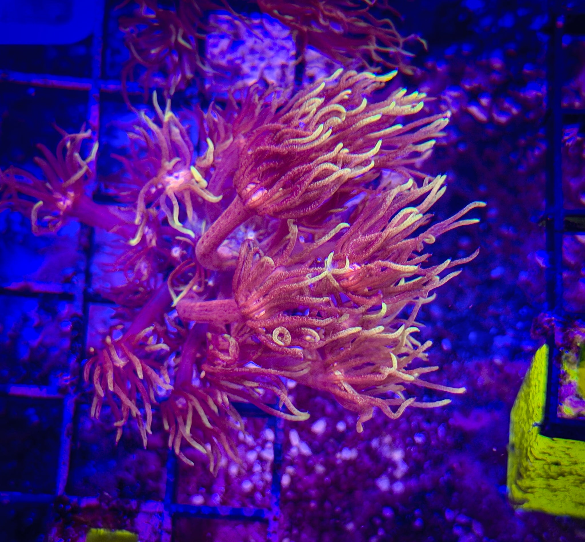 BEC Red Glitter WYSIWYG