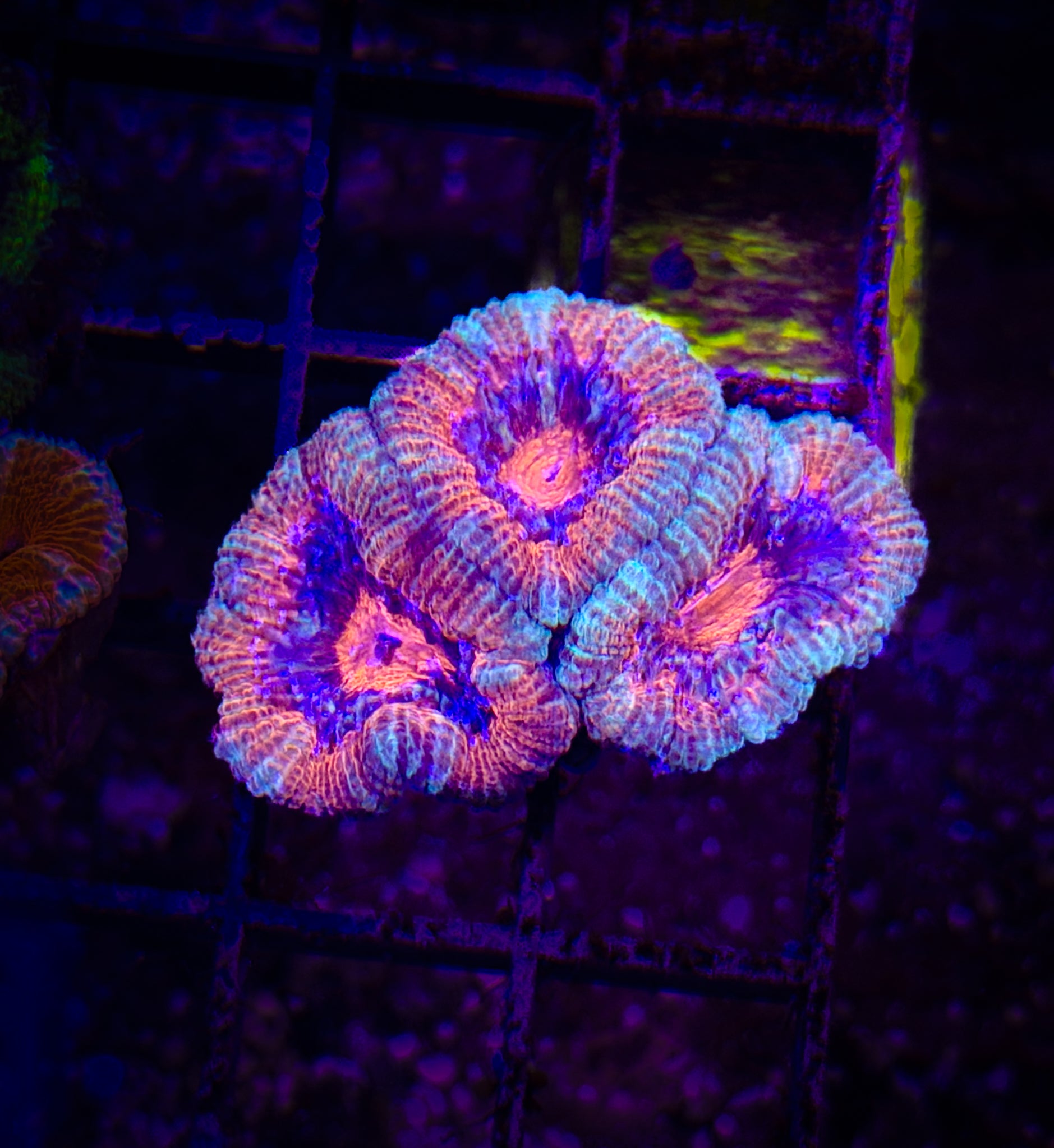 BEC Ultra Rainbow Japanese acans WYSIWYG