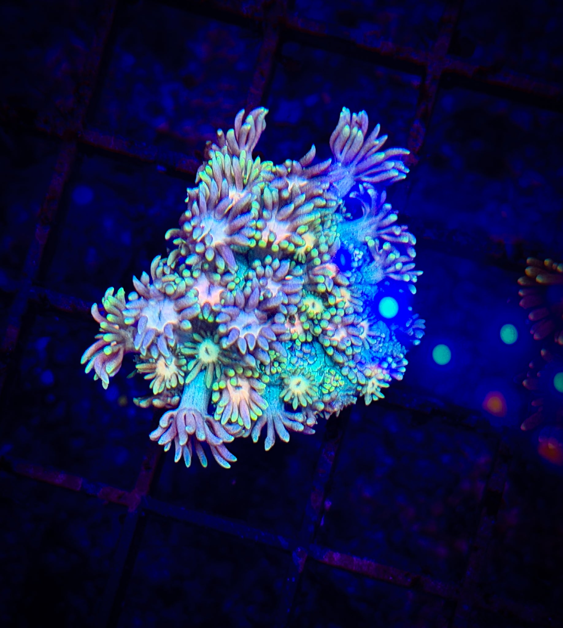 BEC Rainbow Speckled Goni WYSIWYG