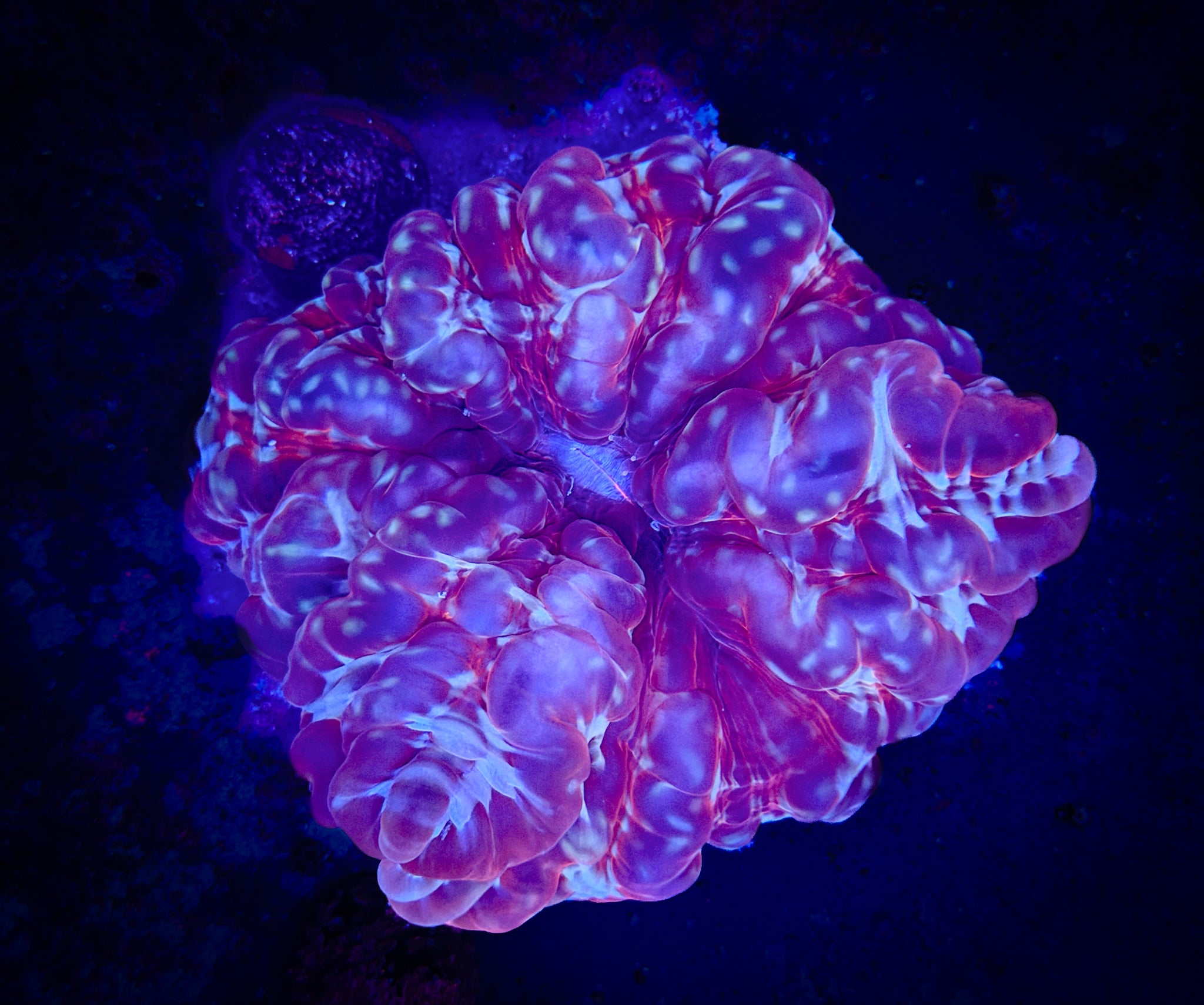 BEC Purple Diamond Button Cynarina WYSIWYG