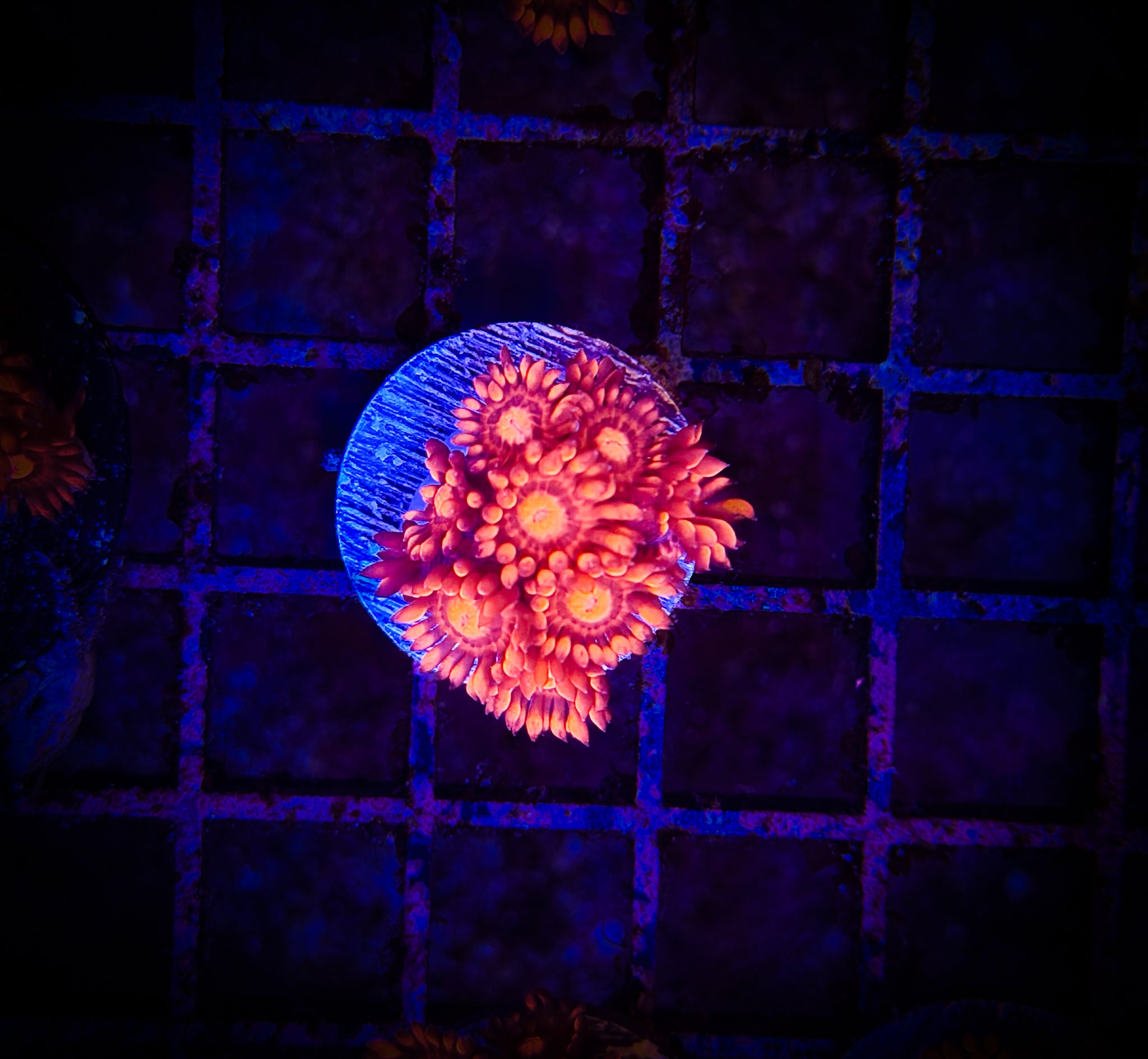 BEC Fire Truck Goni WYSIWYG