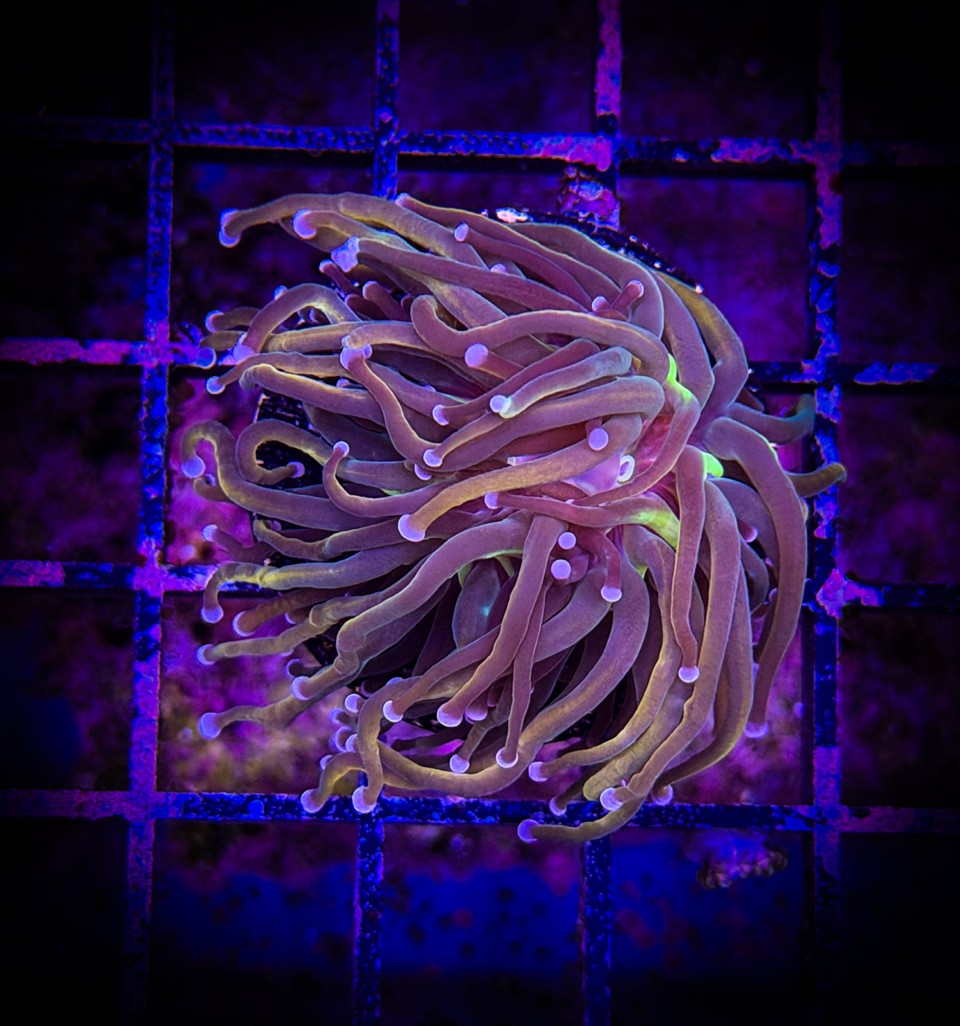 BEC Dragon Tamer Torch (Single Head) WYSIWYG