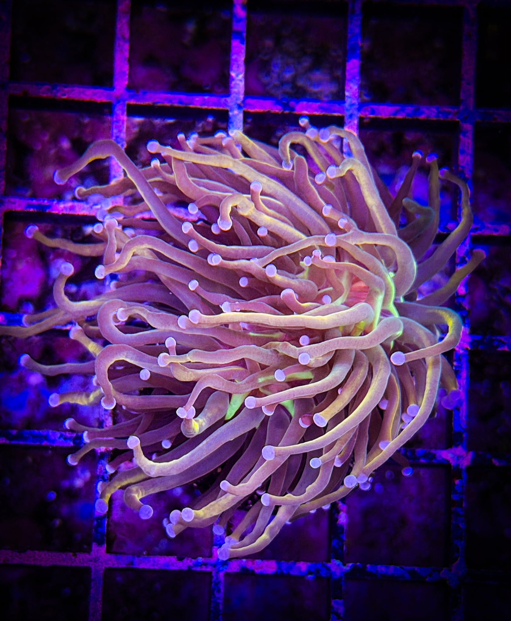 BEC Dragon Tamer Torch (Single Head) WYSIWYG