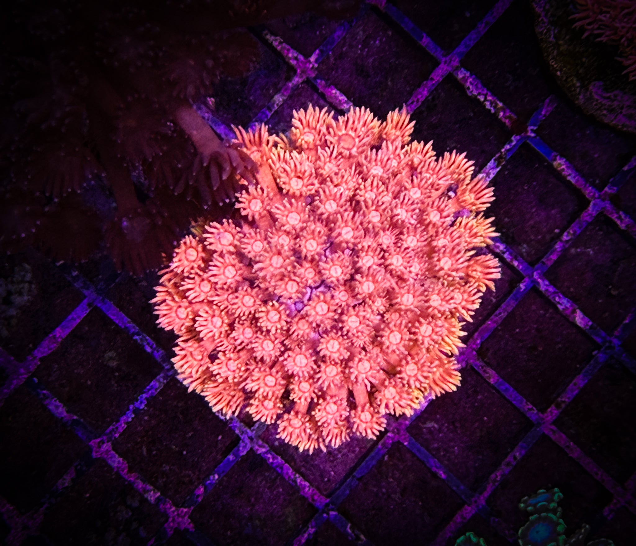 BEC Pink Bunny Goni WYSIWYG