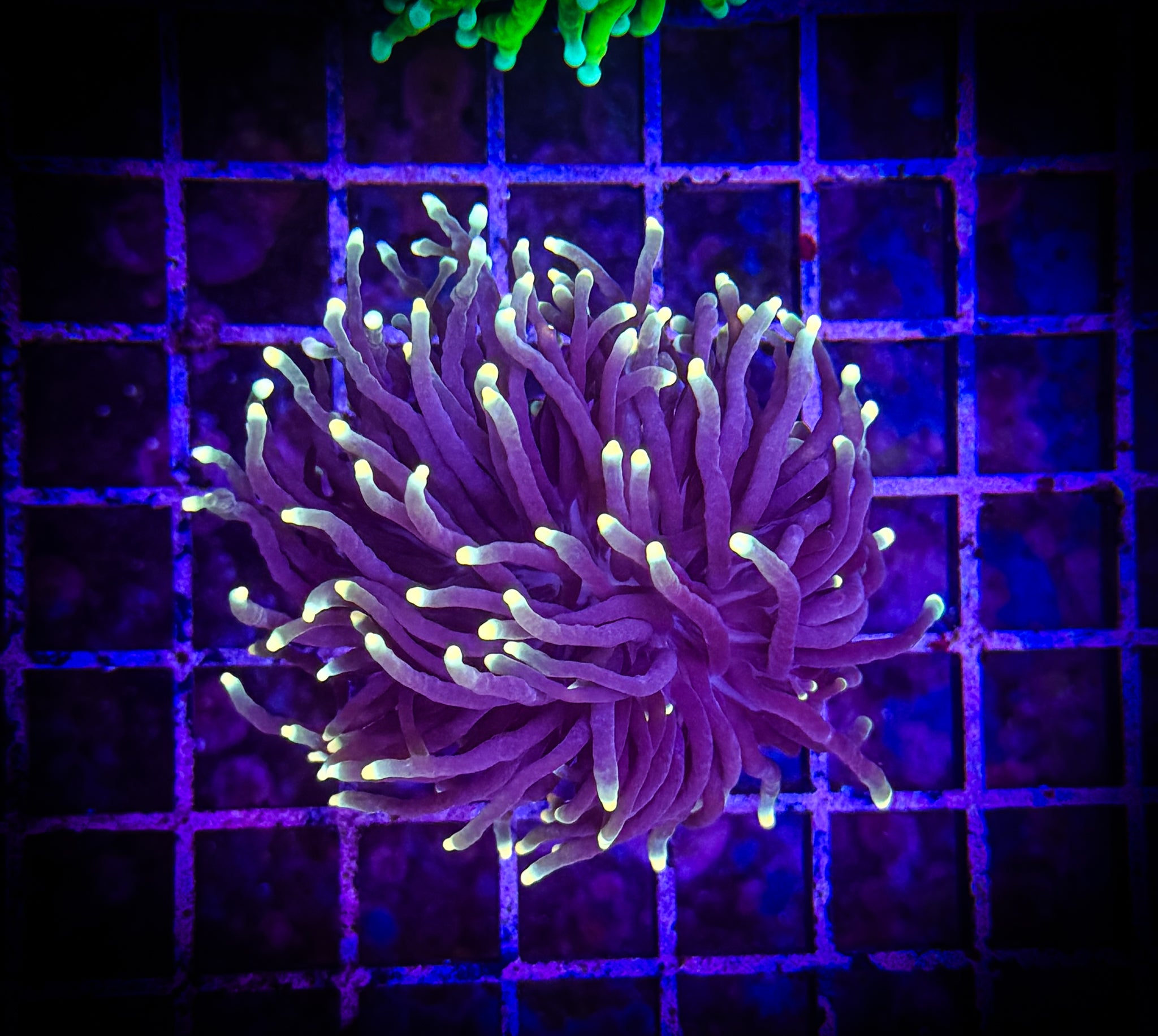 BEC Yellow tip Torch WYSIWYG