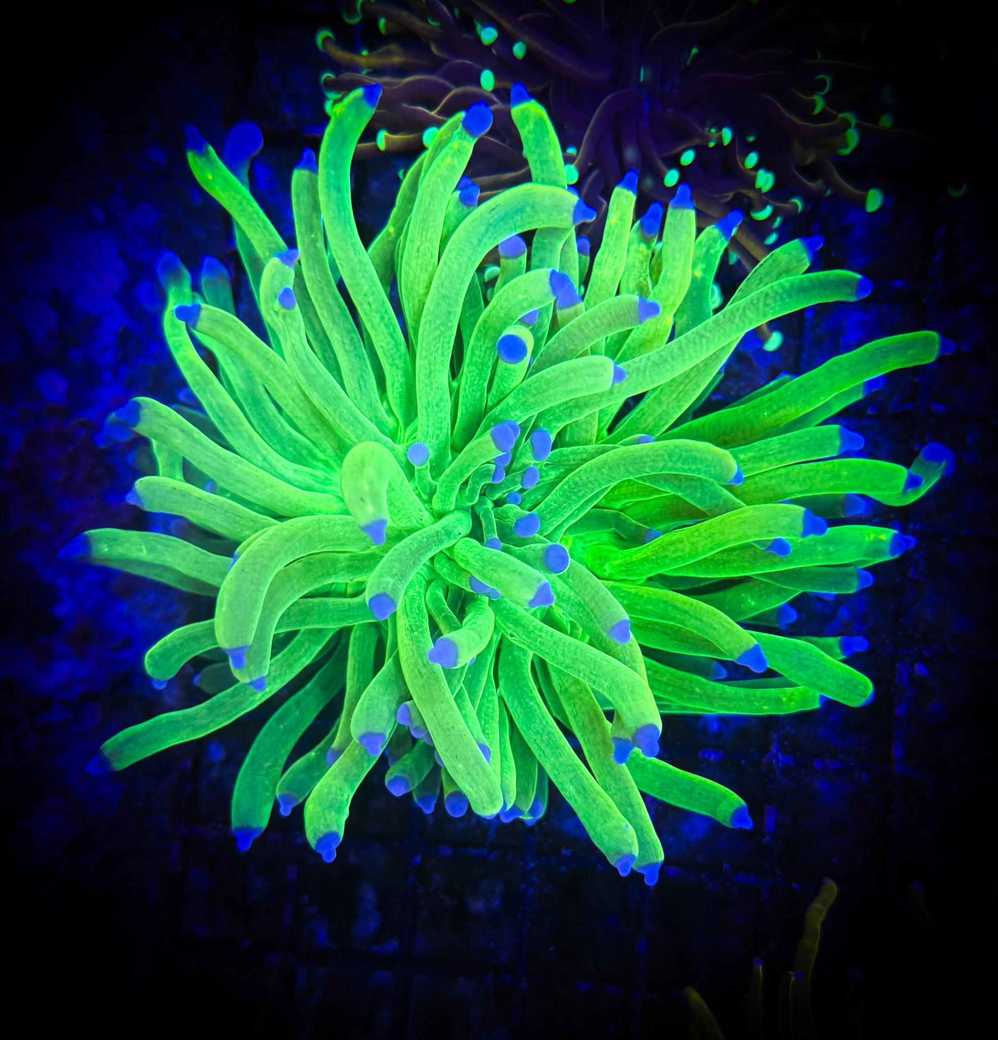 OG Holy Grail Torch WYSIWYG