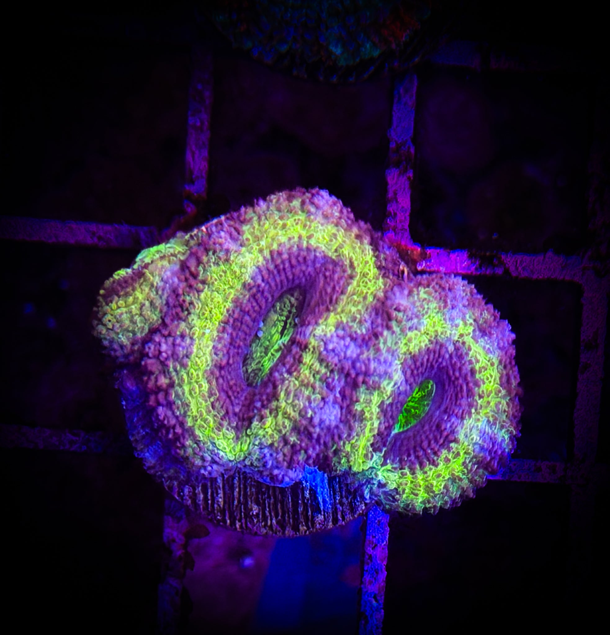 BEC Ultra Japanese acans WYSIWYG