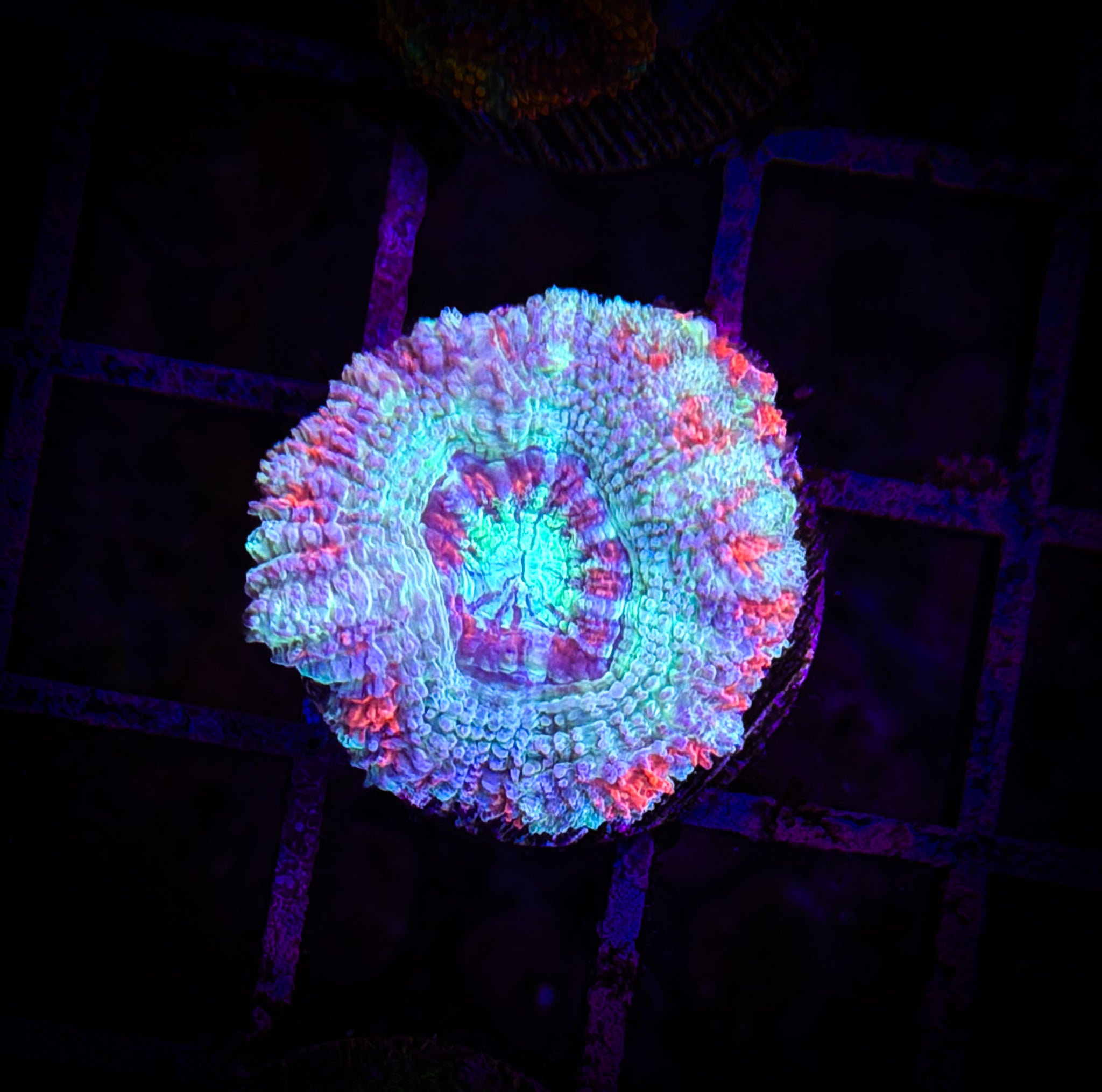 BEC Ultra Japanese acans WYSIWYG