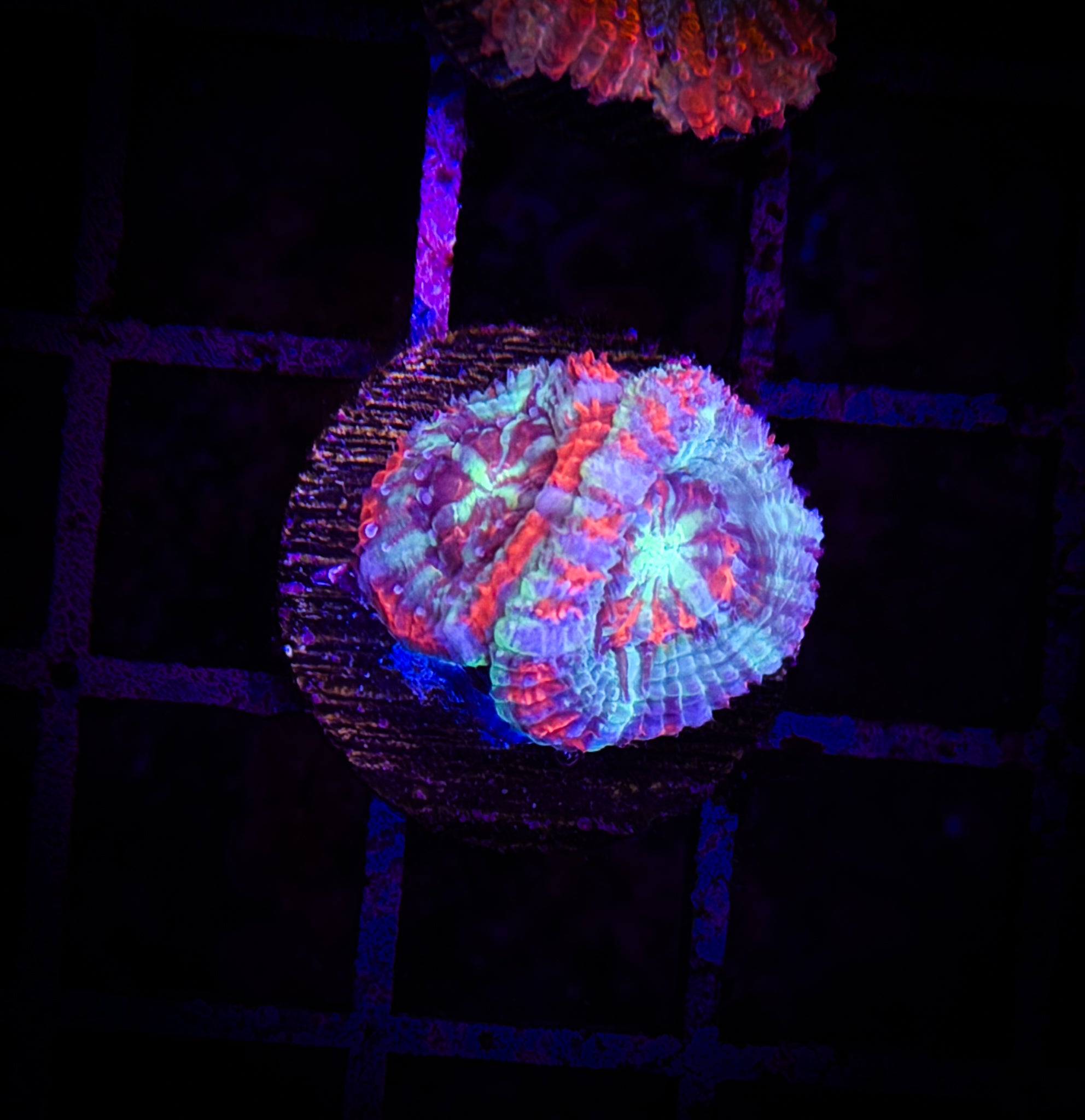 BEC Rainbow Ultra Japanese acans WYSIWYG