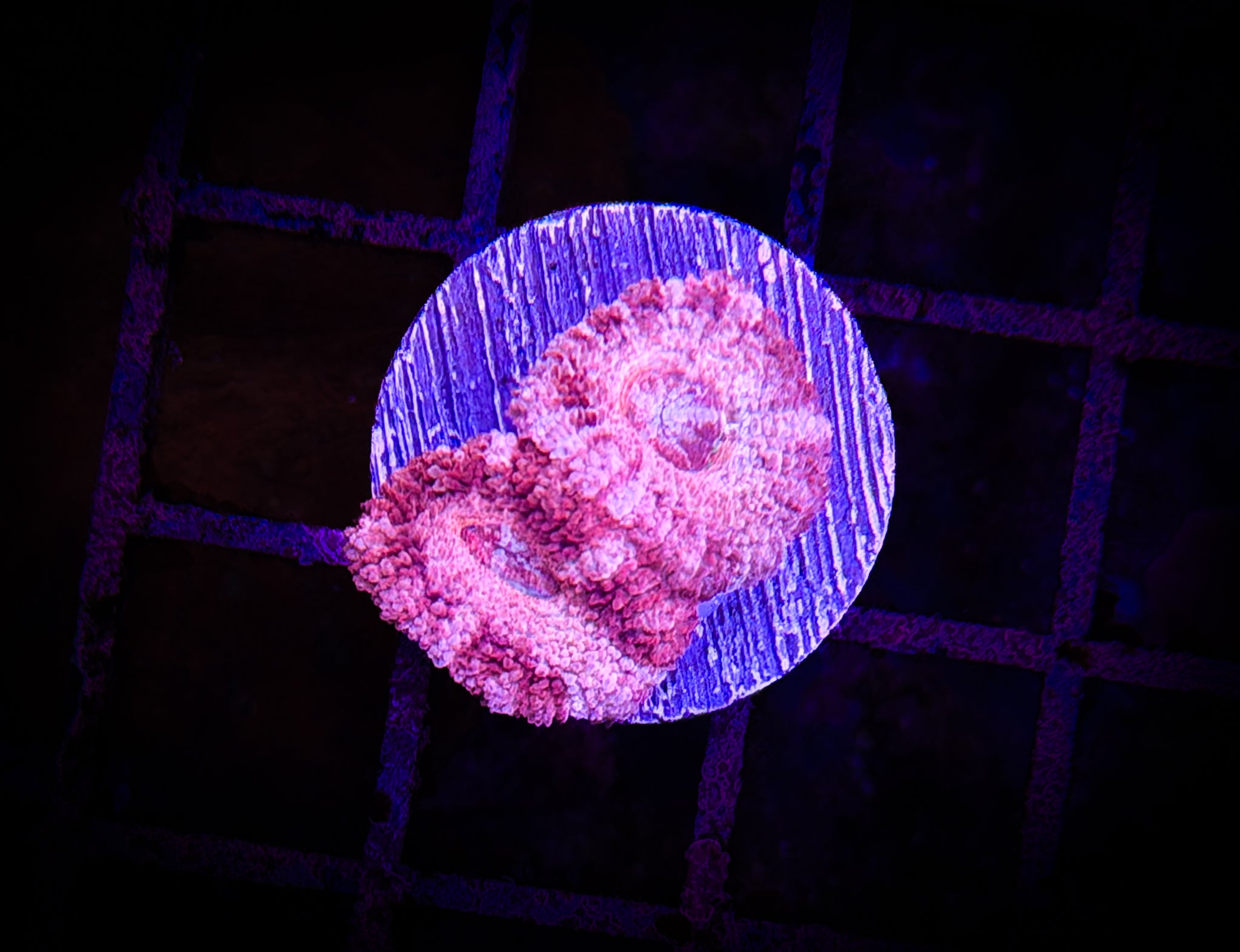 BEC Ultra Japanese acans WYSIWYG