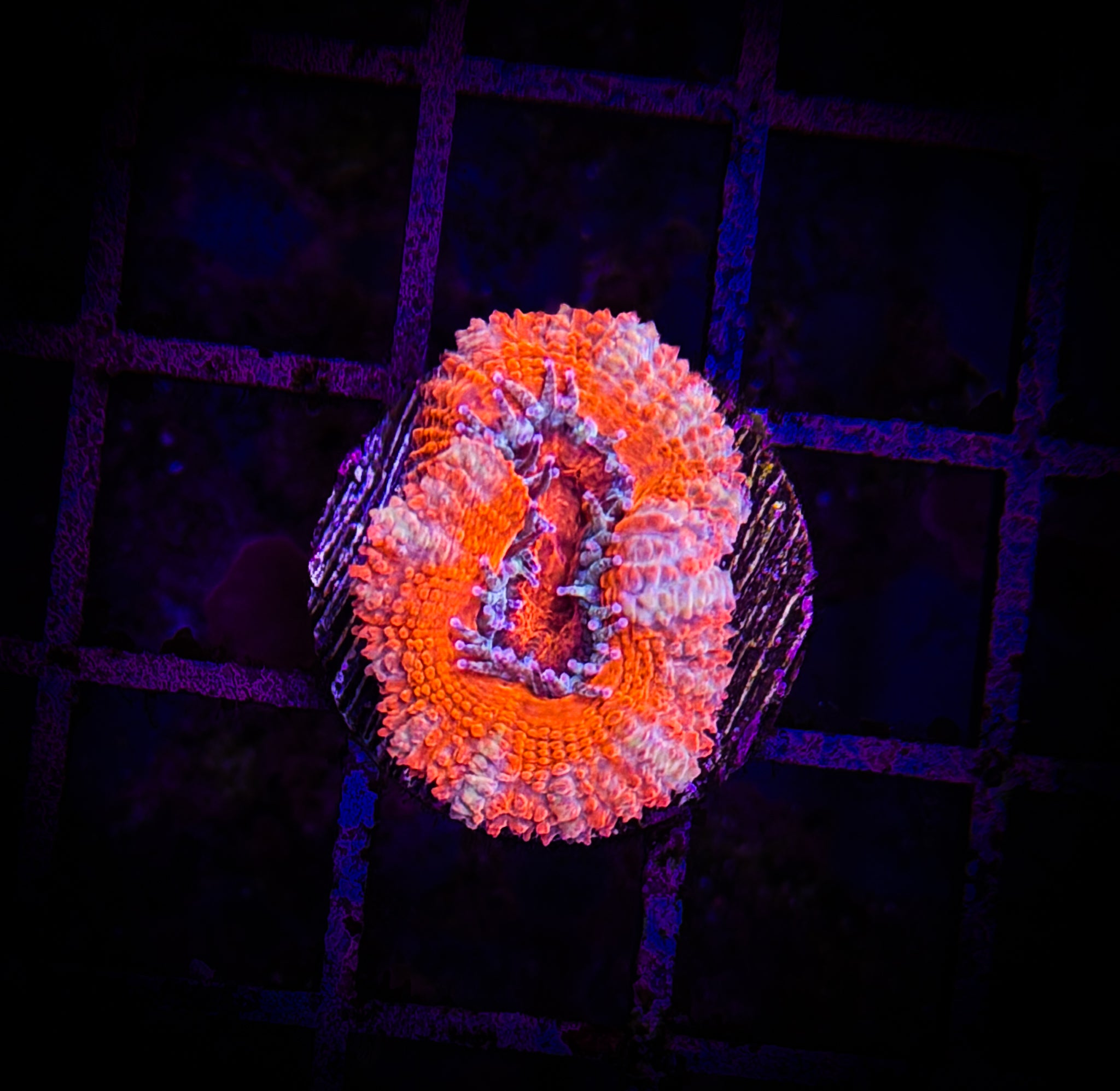 BEC Ultra Japanese acans WYSIWYG