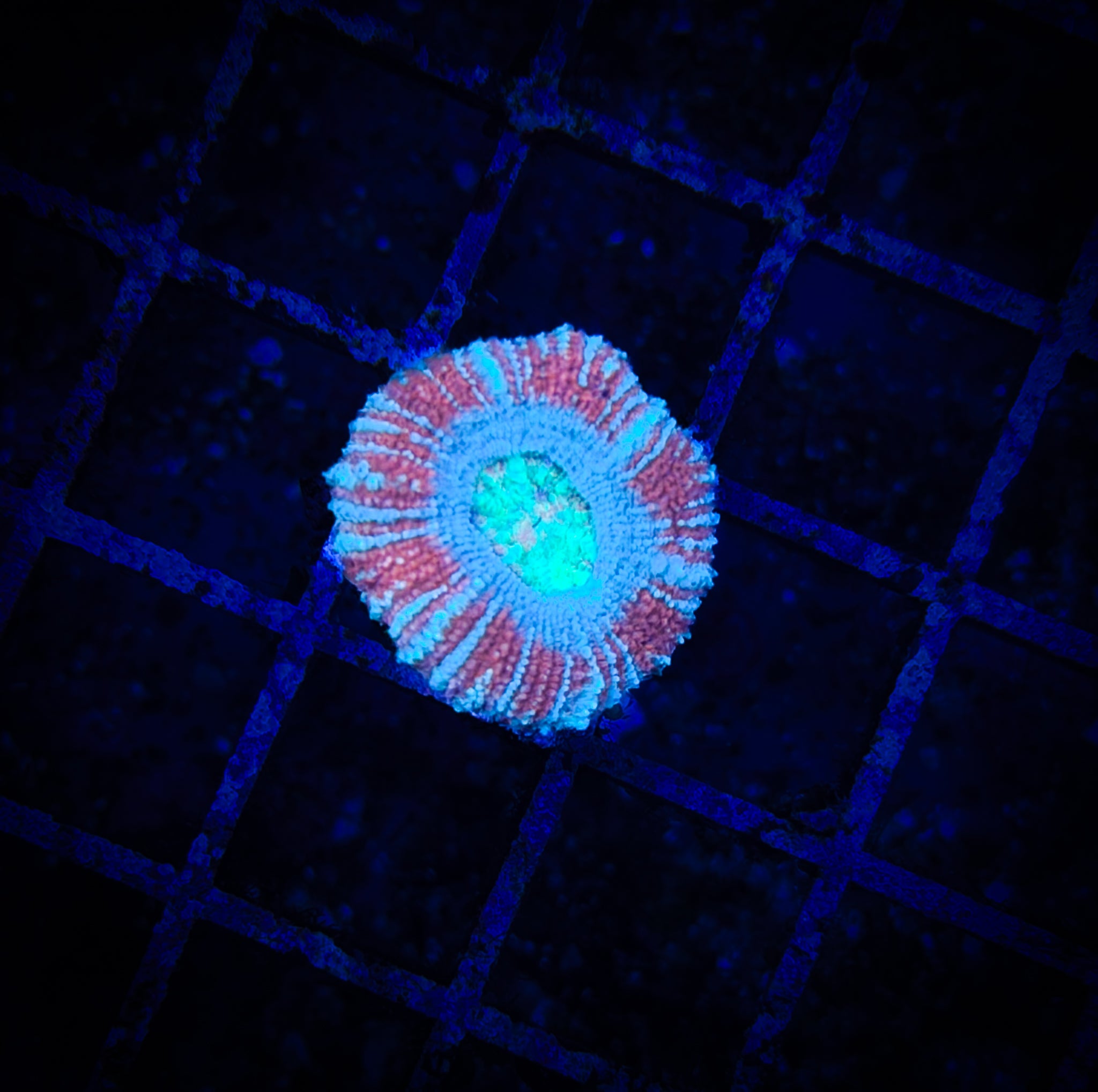 BEC Ultra Japanese acans WYSIWYG