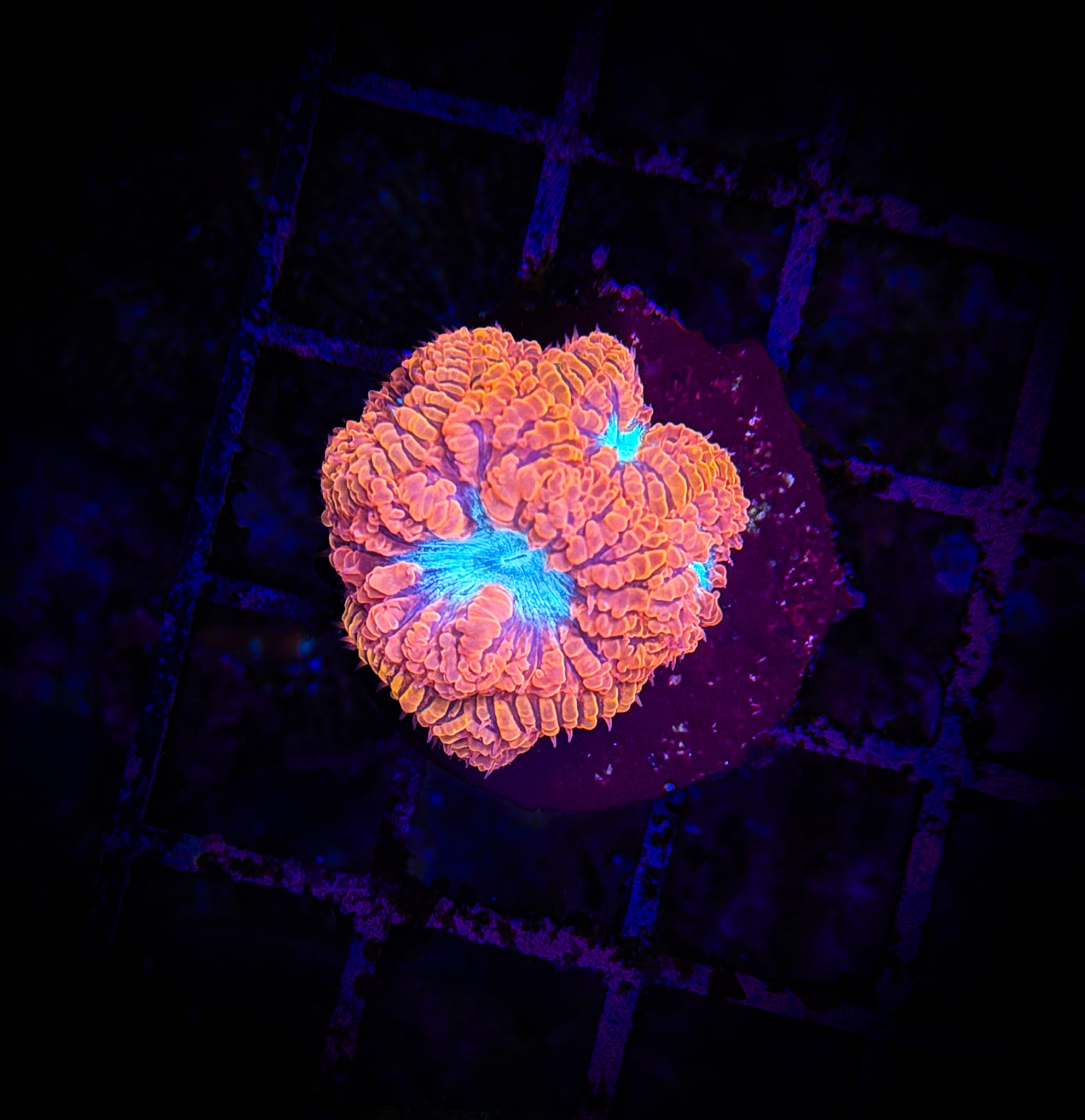 BEC Red Rim Blasto WYSIWYG