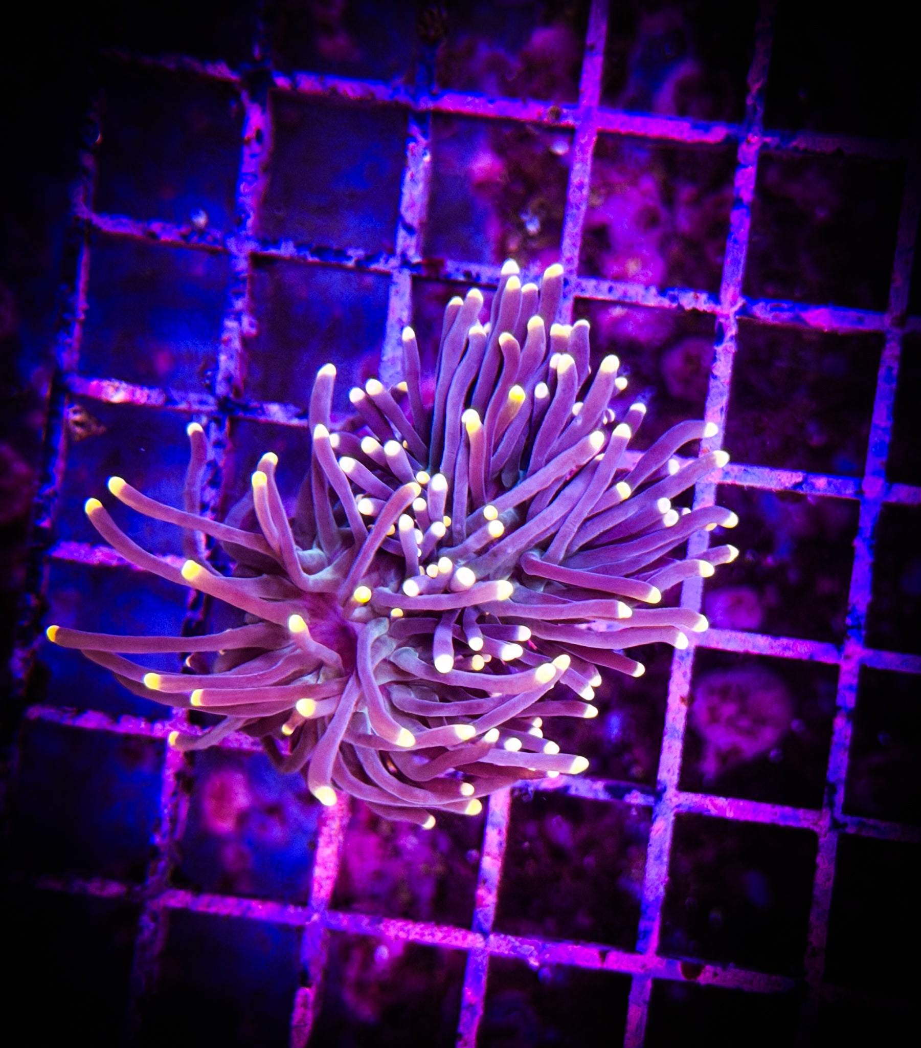 BEC Pink Tip Torch WYSIWYG