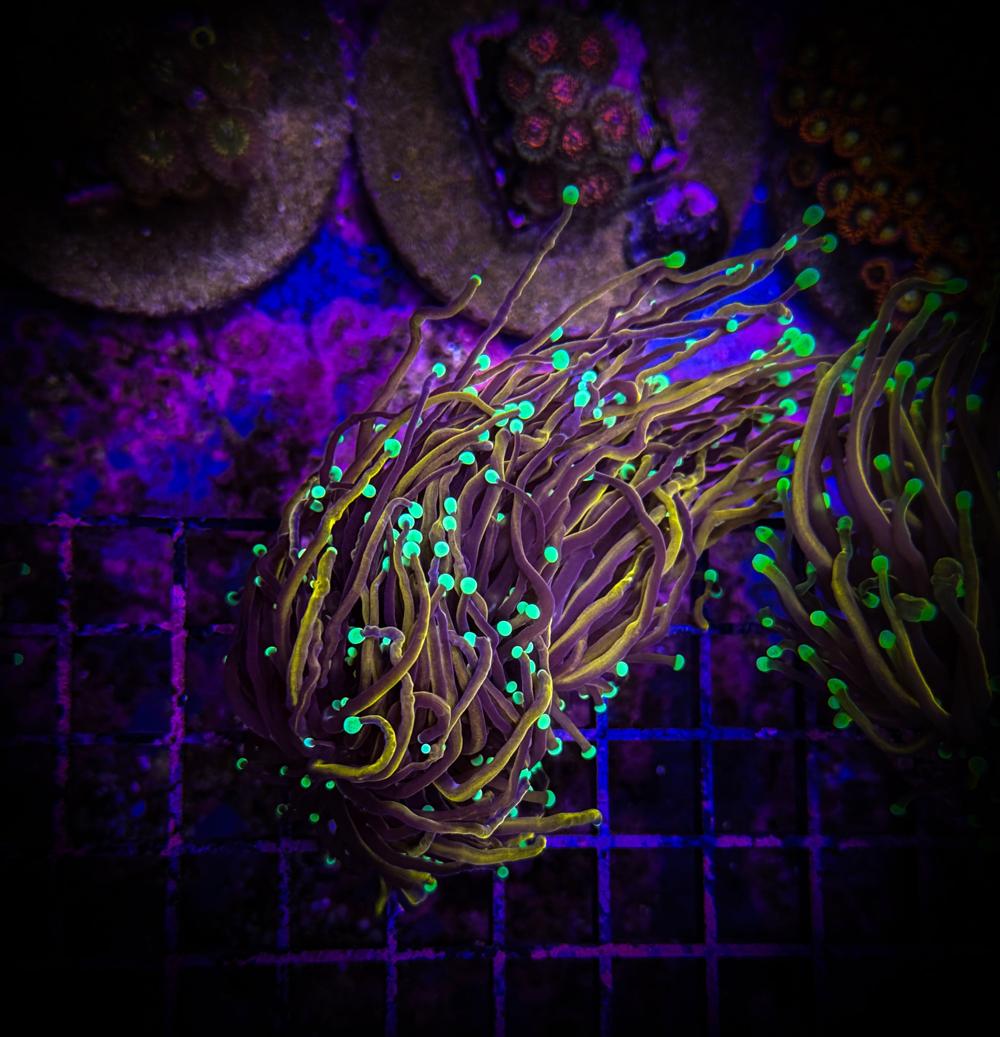 BEC Highlighter Torch (Splitter) WYSIWYG