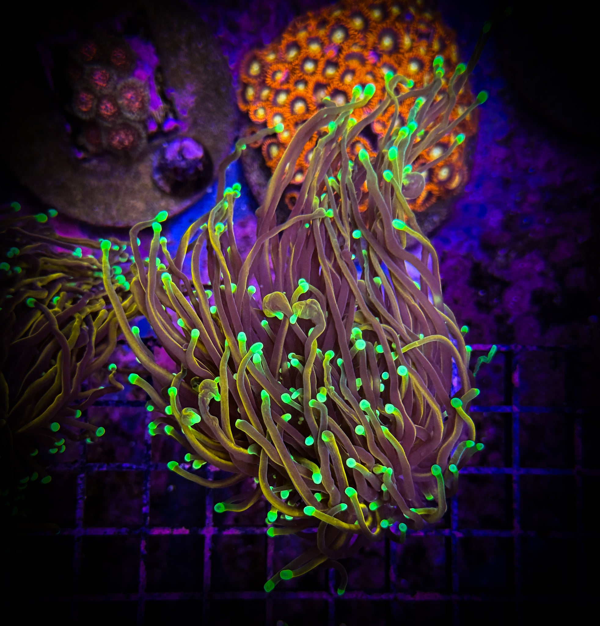 BEC Highlighter Torch (Splitter) WYSIWYG