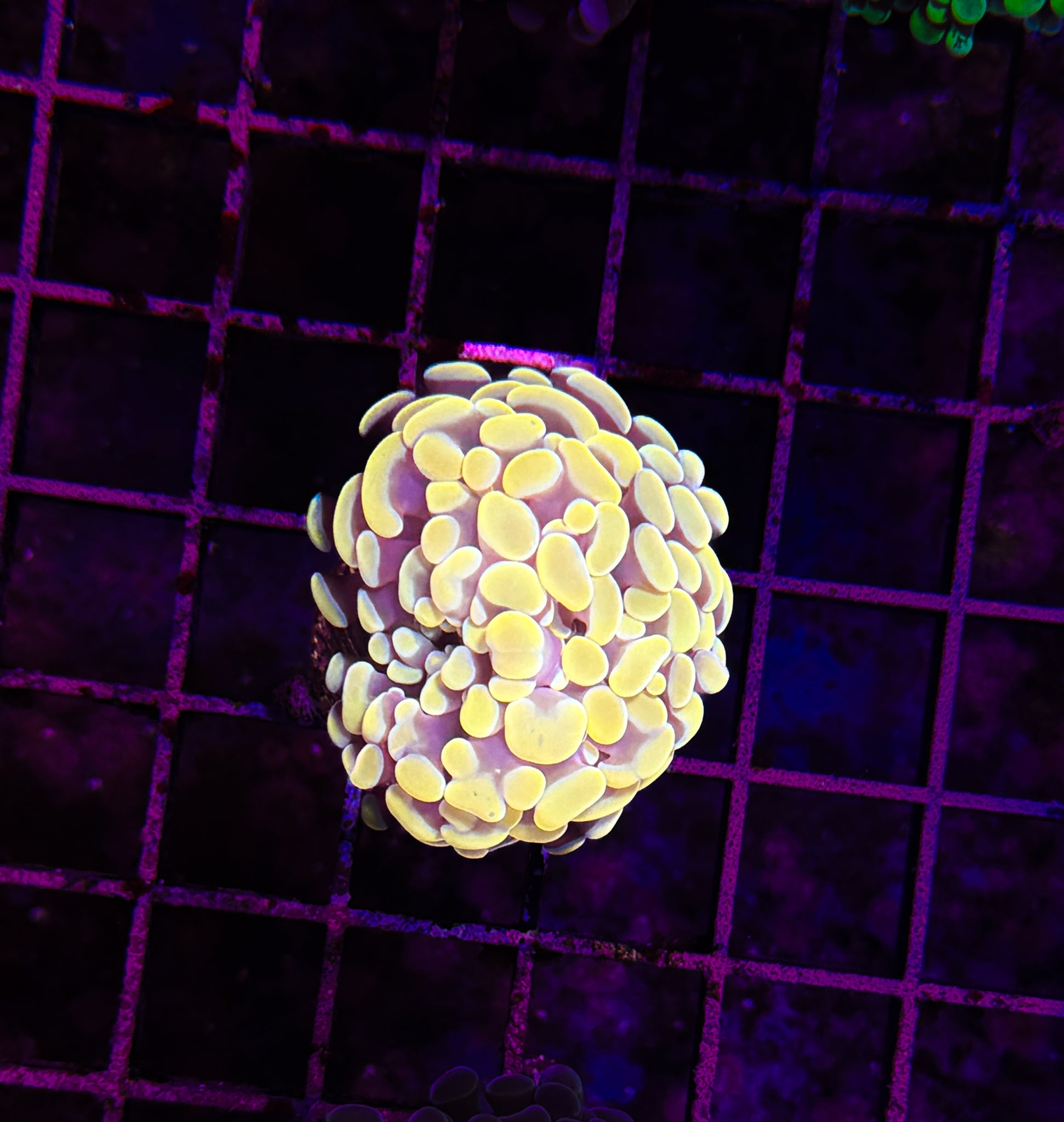 BEC Golden Hammer WYSIWYG