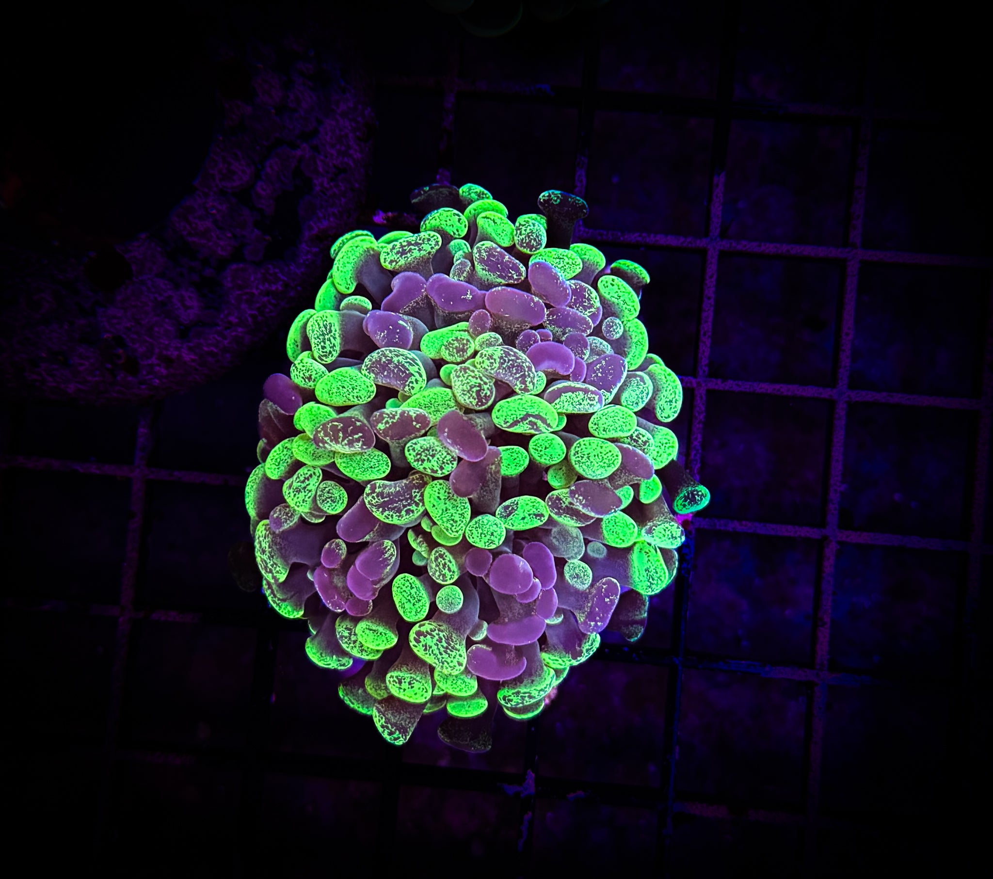 BEC Splatter Hammer WYSIWYG