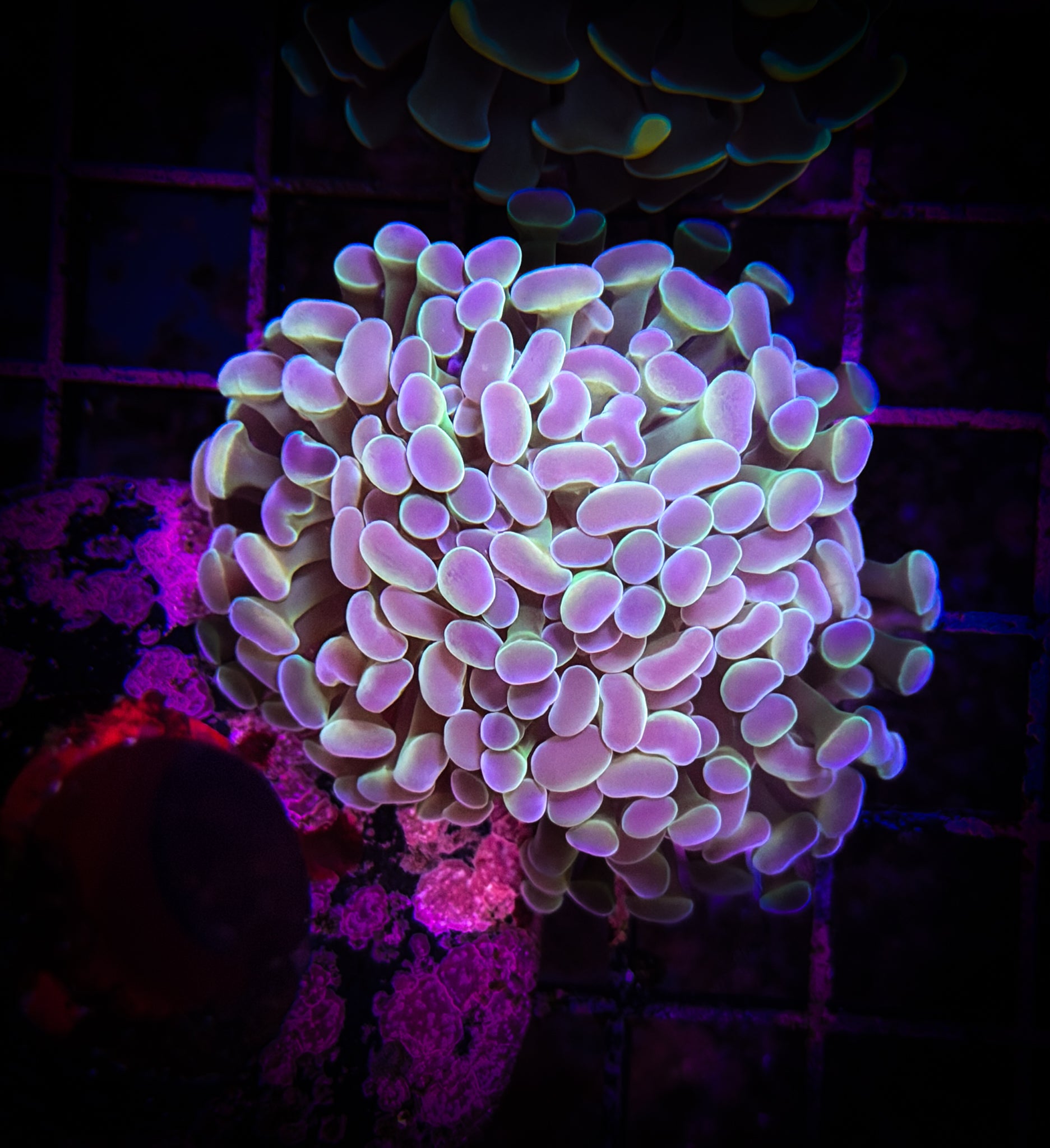 BEC Hologram Hammer WYSIWYG