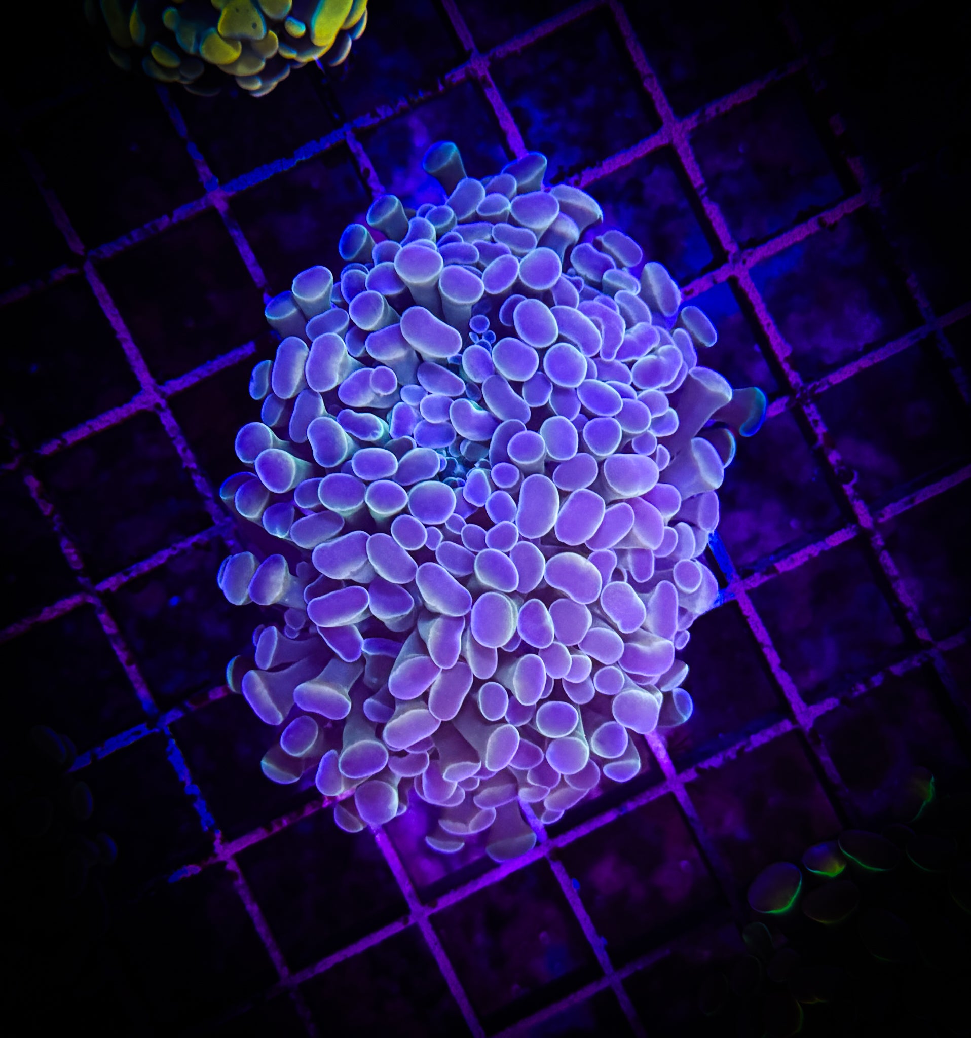 BEC Hologram Hammer WYSIWYG Double head