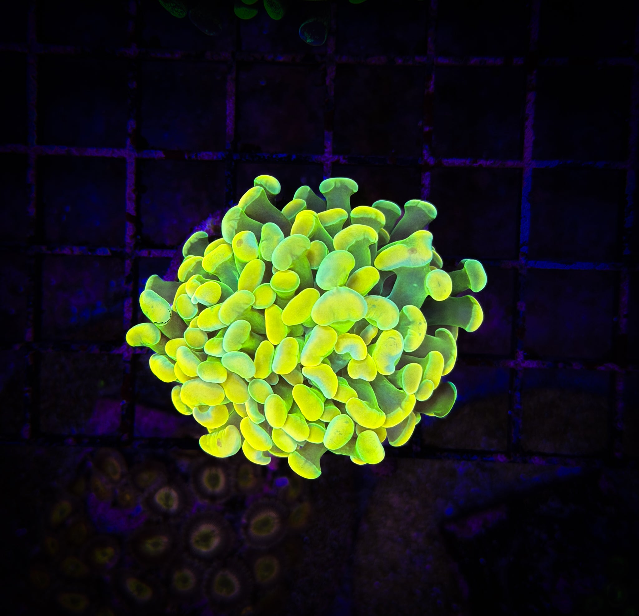 BEC Golden Hologram Hammer WYSIWYG