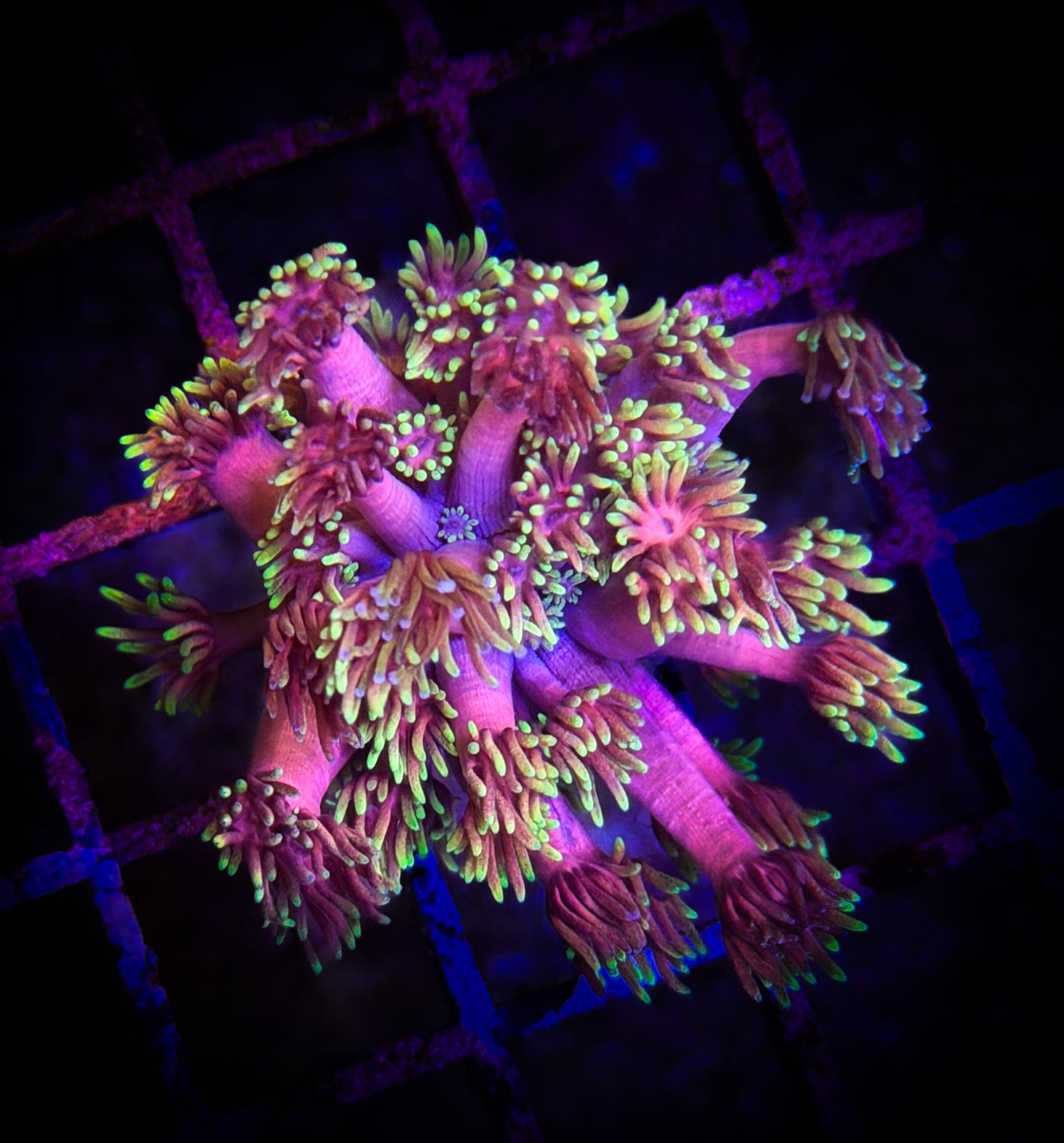 WWC HollyWood Nights Goni WYSIWYG