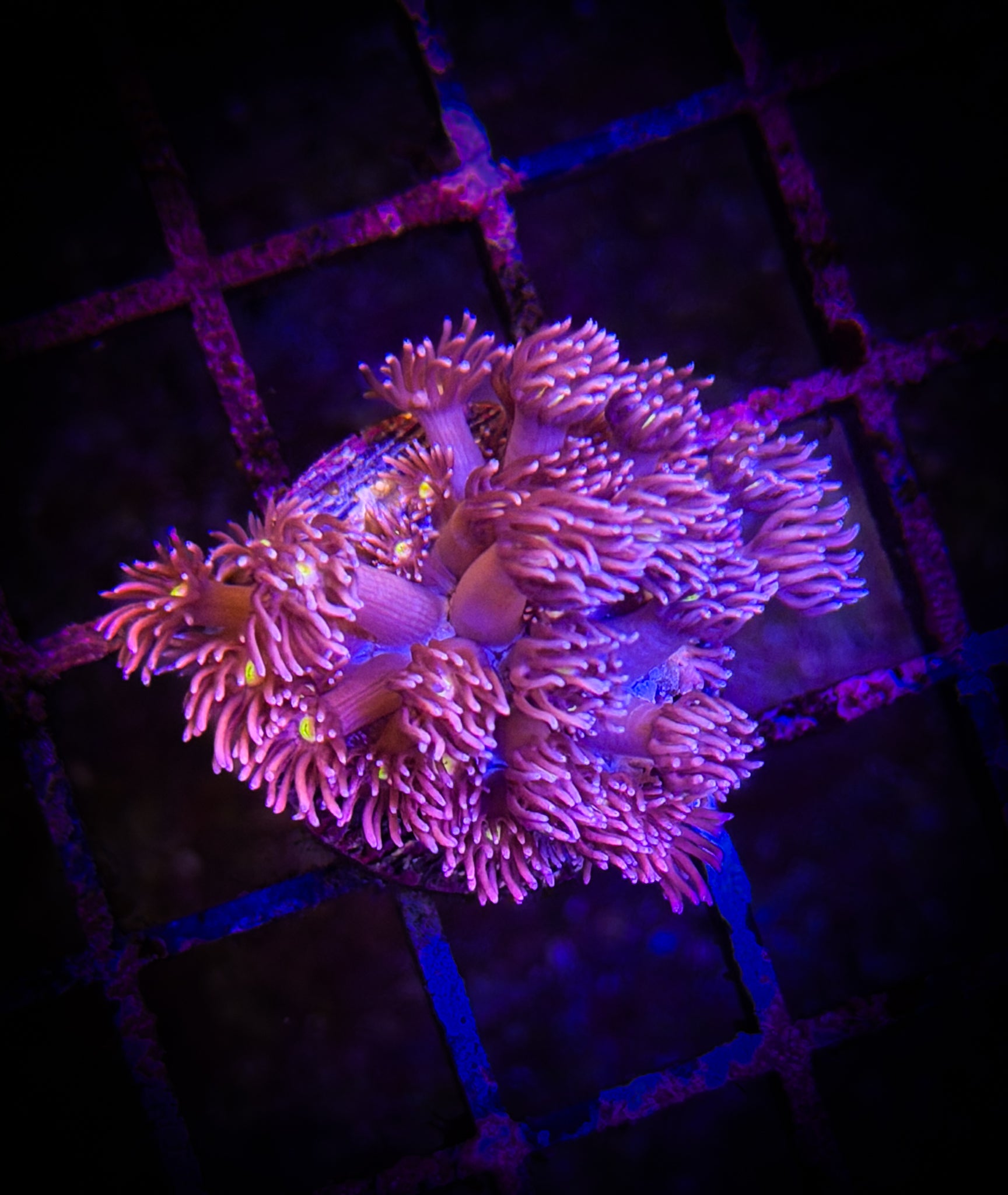 Purple Sunflower Goni WYSIWYG